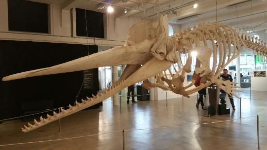 Natuurmuseum Brabant